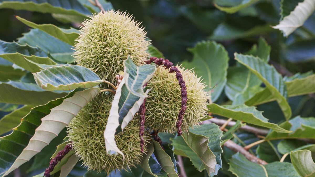 Sierra Club Inches Toward Accepting Modified Chestnut Trees