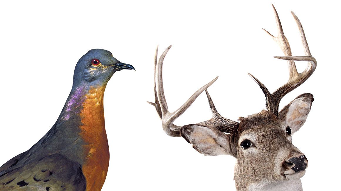 OhDeer | Left: Joel Sartore. Right: rmfox/iStock