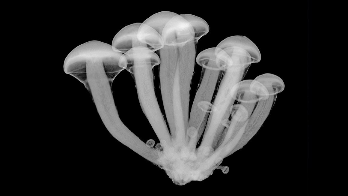 shroomsullum2 | Nick Veasey/Science Photo Library/Getty
