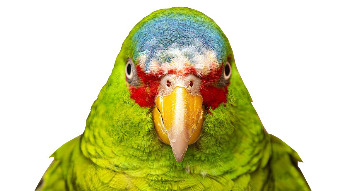 A parrot | Photo: fluffandshutter/iStock