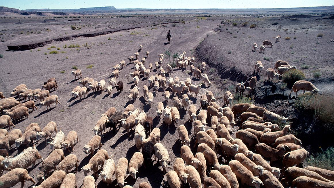 A large pack of sheep is seen from above | Photo: Boy herding sheep; Northern Arizona University/Cline Library