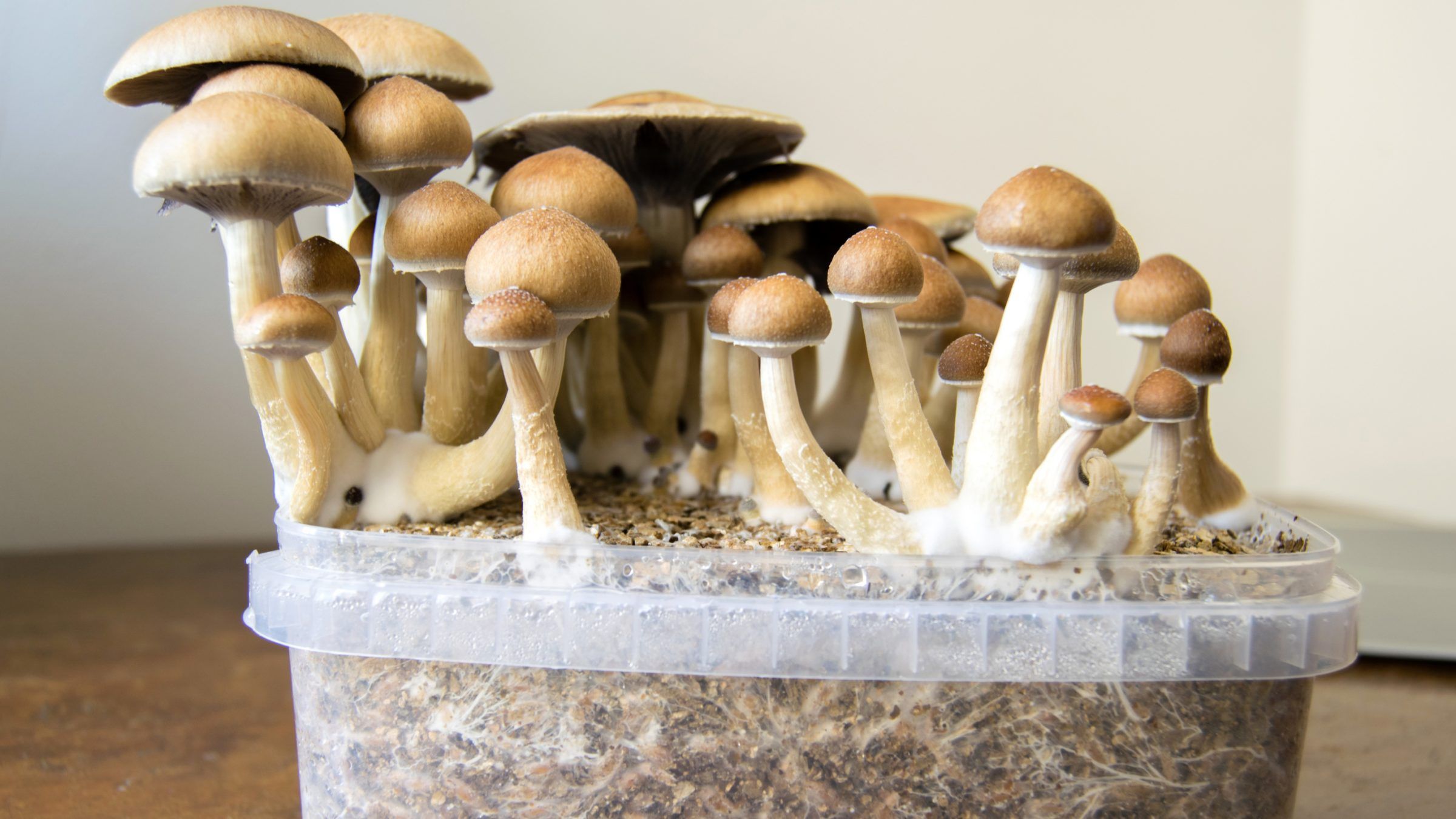 Denver Votes on Decriminalizing Magic Mushrooms Tomorrow – Reason.com