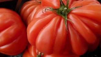 Large image on homepages | Brucke Osteuropa