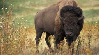 American buffalo also known as a bison | Image Credit: Jack Dykinga