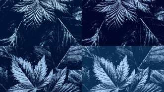 An illustration of blue marijuana plants | MIS Photography