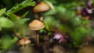 psilocybin-mushrooms-Newscom-2 | Frank Roeder/Newscom