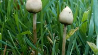 psilocybin-mushrooms-Newscom-big | Martin Garwood/NHPA/Photoshot/Newscom