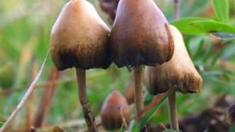 psilocybin-mushrooms-Wikipedia | Wikipedia