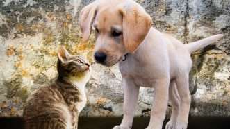 puppy-and-kitten-pixabay