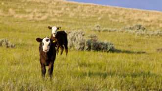 Cows | Chuck Haney Danita Delimont Photography/Newscom