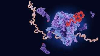Photo_ Illustration of a ribosome producing a protein from an mRNA template; Juan Gaertner_Science Photo Library_Getty