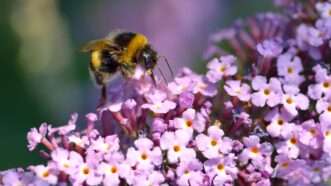 Bumblebee on purple flowers