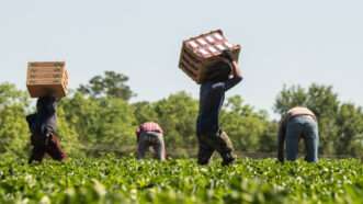 Mexican farm workers pick strawberries in Georgia | Lance Cheung/ZUMA Press/Newscom