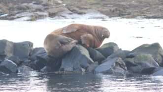 Freya the walrus sunbathing on rocks