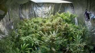 growing marijuana | Andreblais / Dreamstime.com