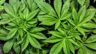 Cannabis leaves