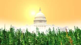 Washington D.C. is destroying its thriving cannabis industry with bureaucracy and red tape. | Lex Villena