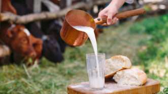 A man pours raw milk in front of cows