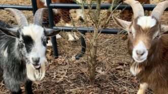 Two goats and a tree | Fairytale Farm Sanctuary/Facebook