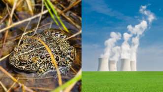 Dixie toads on the left, geothermal plant on the right | Illustration: Lex Villena; USFWS Pacific Southwest Region from Sacramento, US, Krefografie