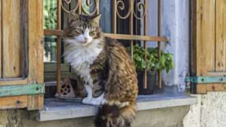 A cat sits on the sill of an Italian window. | Christa Eder | Dreamstime.com