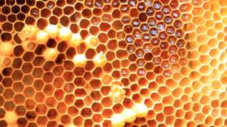 Honeycomb |  Feathercollector/Dreamstime.com