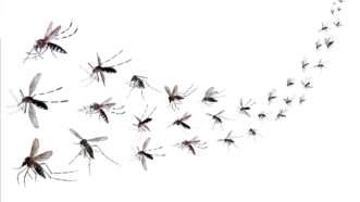 Swarm of mosquitos in front of white background | Photo: Kwangmoozaa/iStock