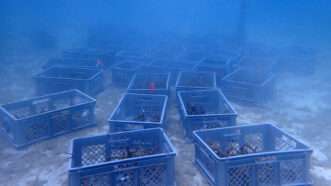 Milk crates anchored to the bottom of the ocean to help bolster Florida's barrier reef | Photo: Courtesy of Mote Marine Laboratory
