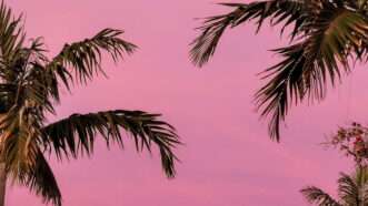 A pink sky with palm trees | Photo: jordan-mcqueen/Unsplash