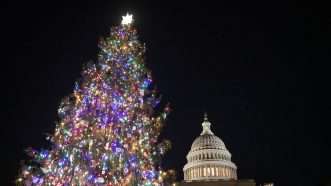 The Capitol Tree is seen in front of the U.S. Capitol | Rod Lamkey - CNP/Sipa USA/Newscom