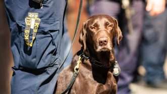 A chocolate Labrador retriever police dog with handler. | Ivan Kokoulin | Dreamstime.com