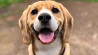 a happy beagle looks straight at the camera | Photo by Milli on Unsplash