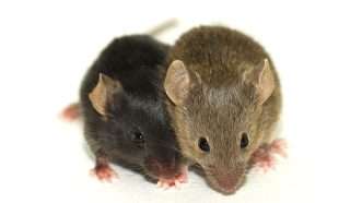 A photo of two mice | Photo: faslooff/iStock