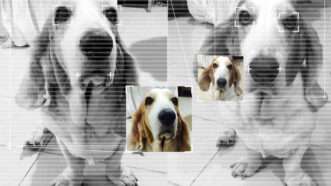 A basset hound as seen through a digital display using facial recognition. | (null) (null) | Dreamstime.com