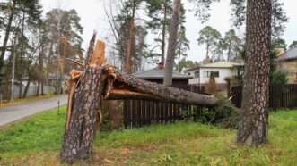 A fallen tree breaks through a wooden privacy fence. | Mrivserg | Dreamstime.com