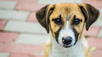 An adorable brown and white dog with traces of black around the nose and eyes. | Vlad Georgescu | Dreamstime.com