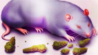 An illustration of a rat eating buds of cannabis | Illustration: Lex Villena; Midjourney