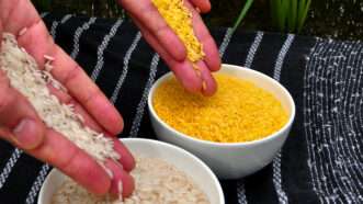 People preparing golden rice | IRRI