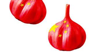 Garlic bulbs in the style of the Chinese flag, red with yellow stars | Illustration: Joanna Andreasson; Source images: iStock
