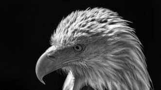 An austere black-and-white photo of a bald eagle, head cast slightly downward. | Ian Dyball | Dreamstime.com