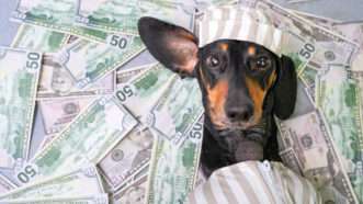 A black and brown dachshund, looking surprised, is covered with U.S.  bills as if they're bedsheets. | Irina Meshcheryakova | Dreamstime.com
