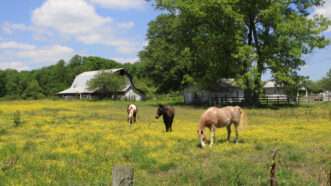 Horses graze in an open Tennessee pasture, with a barn deep in the background. | Kenn Stilger | Dreamstime.com