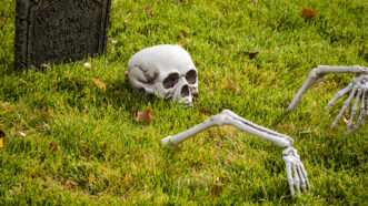 Halloween decoration that appears to depict a skeleton's head and hands rising up out of the ground. | Arinahabich08 | Dreamstime.com