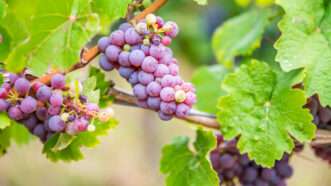 Grapes | bildgigant/Newscom