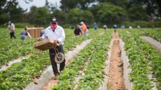 Farmworkers pick strawberries in California | Xavier Mascareñas/TNS/Newscom