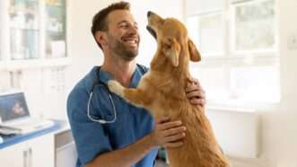 Veterinarian holds dog | 	/Belga/Sipa USA/Newscom