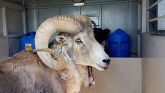 Montana Mountain King, an argali goat hybrid | Photo: Montana Mountain King; Montana Department of Fish, Wildlife, and Parks/A.P.