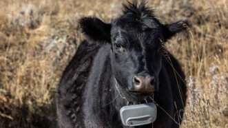 A farm animal wearing a tracking device | Photo: Louise John, PERC