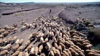 A large pack of sheep is seen from above | Photo: Boy herding sheep; Northern Arizona University/Cline Library