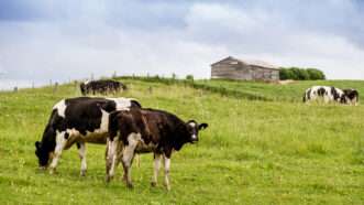 Holstein cows in the pasture landscape cloudy day Quebec Canada. | DPST/Newscom